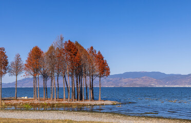 The trees and their reflections in Erhai Lake, Dali