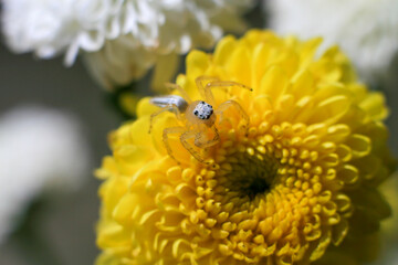 narrow focus photograph shot of small red eye Telamonia Jumping Spider on yellow marigold flower