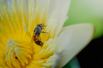 a bee wolking around white lotus with yellow pollens