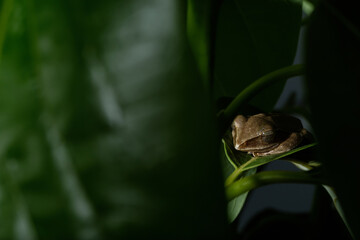close up macro shot of sleeping tree frog on the green leaf