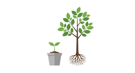 Visualizing the stages of plant growth from a small seedling to a mature tree showcasing the development of roots and leaves over time