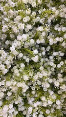 Delicate white wildflowers blooming in bright summer field