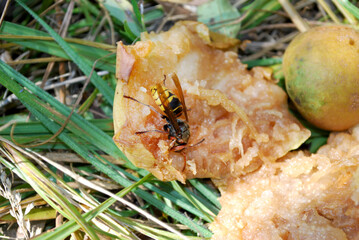 a hornet eats the flesh of an old, overripe pear that has fallen from a tree in the autumn grass