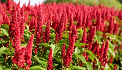 Lush field of vibrant red plants with green foliage