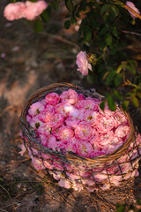 Romantic woman in light dress with curly hair sitting in blooming rose garden with picnic basket, enjoying summer nature outdoors, floral field lifestyle, relaxation and beauty in countryside scenery