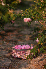 Wicker basket full of fresh pink roses, woman holding flowers in garden, floral harvest in summer countryside, romantic nature background for wellness, perfume, skincare and organic lifestyle concepts