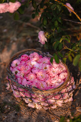 Wicker basket full of fresh pink roses, woman holding flowers in garden, floral harvest in summer countryside, romantic nature background for wellness, perfume, skincare and organic lifestyle concepts