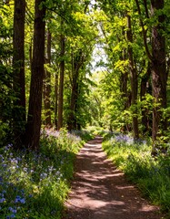 Fototapeta premium Sunlit woodland path