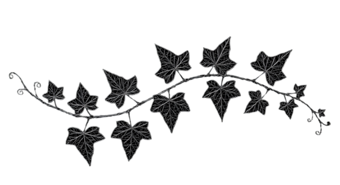 Elegant white ivy sketch artfully climbing across a dark canvas symbolizing growth and resilience through minimalistic