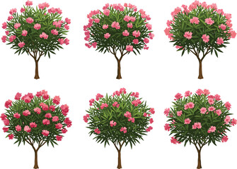 Set of six blooming pink flower trees with green foliage, spring botanical vector illustration for landscape design, nature, and garden decor