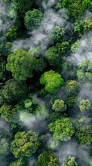 Aerial shot of lush green treetops, shrouded in ethereal mist, creating a serene and natural vista