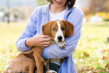 Dog and woman hugging in autumn park. Girl holds cute adopted puppy in her hands outdoors....