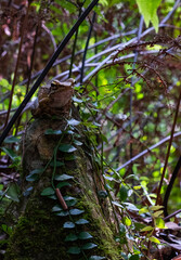 Obraz premium Frog Sitting on Mossy Tree in Amami Oshima Forest