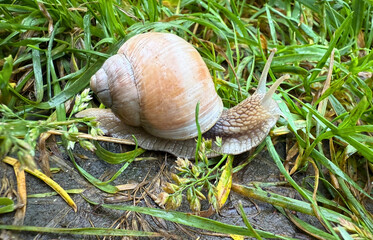 Large brown Roman snail (Helix pomatia) crawling on wet grass in natural environment. Macro photo of a garden snail with detailed shell texture and tentacles. © Анастасия П.