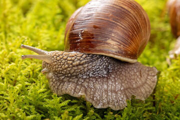 Exploring the beauty of a grape snail in macro with mossy backdrop