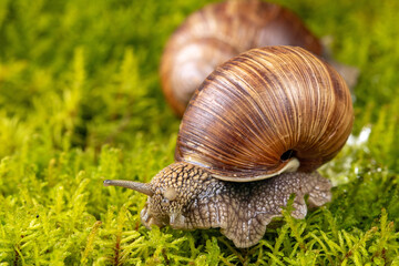Multiple angles of a grape snail captured in macro on a mossy surface