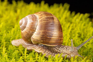 Macro photography of a grape snail featuring different angles on a mossy background