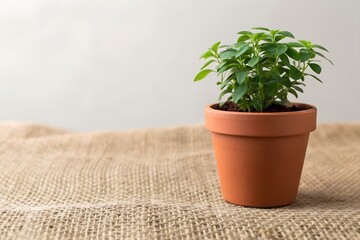 Fototapeta premium Terracotta Potted Herb on Burlap