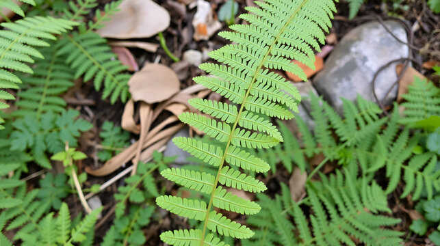 Pteris vittata, the Chinese brake, Chinese ladder brake, or simply ladder brake, is a fern species in the Pteridoideae subfamily of the Pteridaceae. Porto, Portugal,