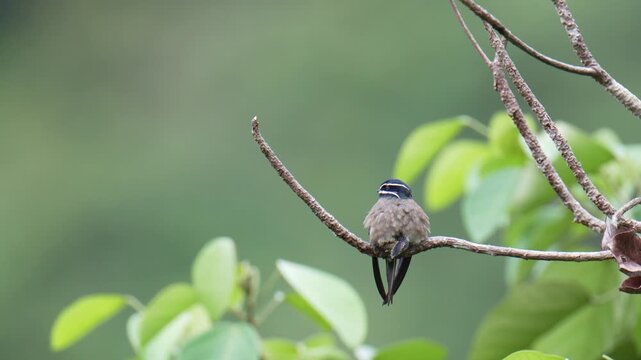 Whiskered Treeswift (Hemiprocne comata) mother bird incubates her young in a small nest on a branch.
