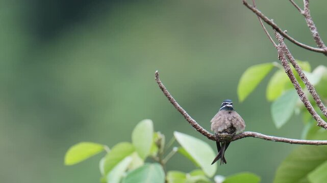 Whiskered Treeswift (Hemiprocne comata) mother bird incubates her young in a small nest on a branch.