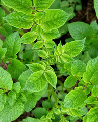 Chlorosis disease on potato foliage. Iron microelement deficiency. Young potato tops close-up