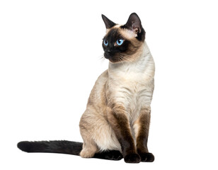 Obraz premium Siamese cat's elegance: A graceful Siamese cat, with its striking blue eyes and sleek, cream-colored fur, sits elegantly. Capturing the animal's poise and captivating gaze. 