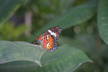 butterfly on leaf