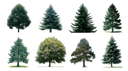 Collection of Various Evergreen Trees on Transparent Background