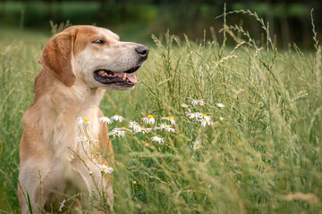 A beautiful red hound dog stands among green grass and flowers. Hunter looking for prey