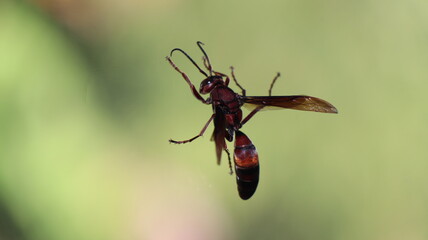 Macro shot of a brown paper wasp with detailed wings and body on blurred green background