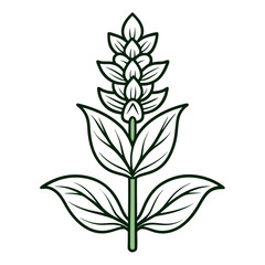 line art stachys macrantha vector illustration isolated on white