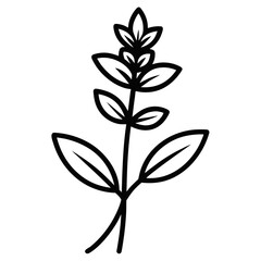 line art stachys macrantha vector on white