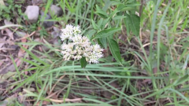 The tall boneset, upland boneset, or eupatorium sessilifolium plants appear to grow abundantly with green leaves and small, white flowers in clusters.