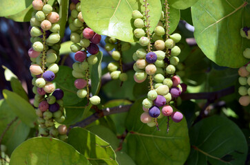 Clusters of green sea grapes and ripe purple sea grapes.