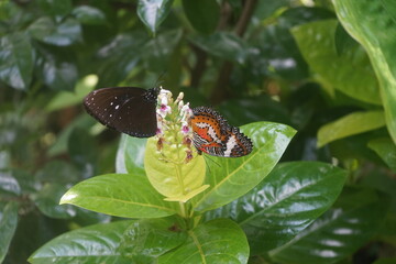 butterflies on a flower