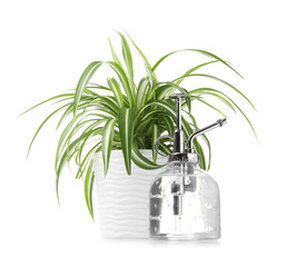 Beautiful Chlorophytum plant in flowerpot and spray bottle isolated on white