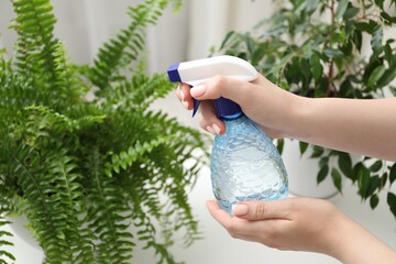 Young woman spraying beautiful houseplant with water from bottle indoors, closeup