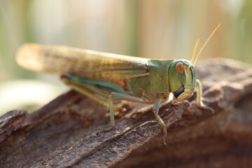 One locust on snag against blurred background, closeup. Wild insect