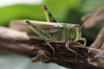 One locust on branch outdoors, closeup. Wild insect