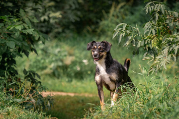 Beautiful portrait of a small black and white dog. Mongrel dog in green foliage