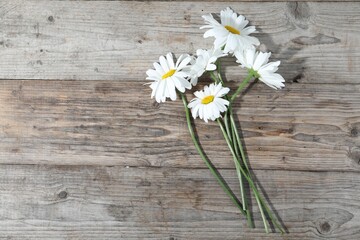 Obraz premium Beautiful chamomile flowers on wooden table, flat lay. Space for text