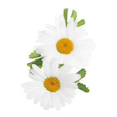 Beautiful chamomile flowers with leaves isolated on white, top view
