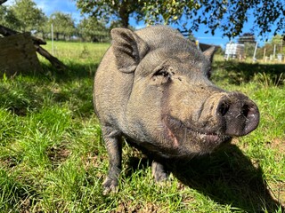 Schwein