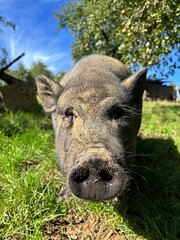 Schwein