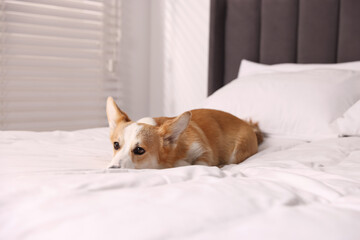 Pet friendly hotel. Cute dog lying on bed indoors