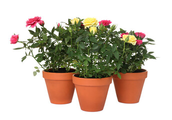 Beautiful potted rose flowers isolated on white