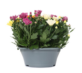Beautiful flowers in grey pot isolated on white