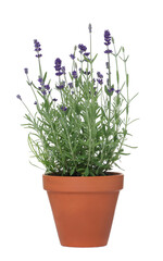 Beautiful potted lavender plant isolated on white