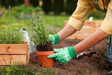 Woman in gloves transplanting beautiful lavender plant in garden, closeup